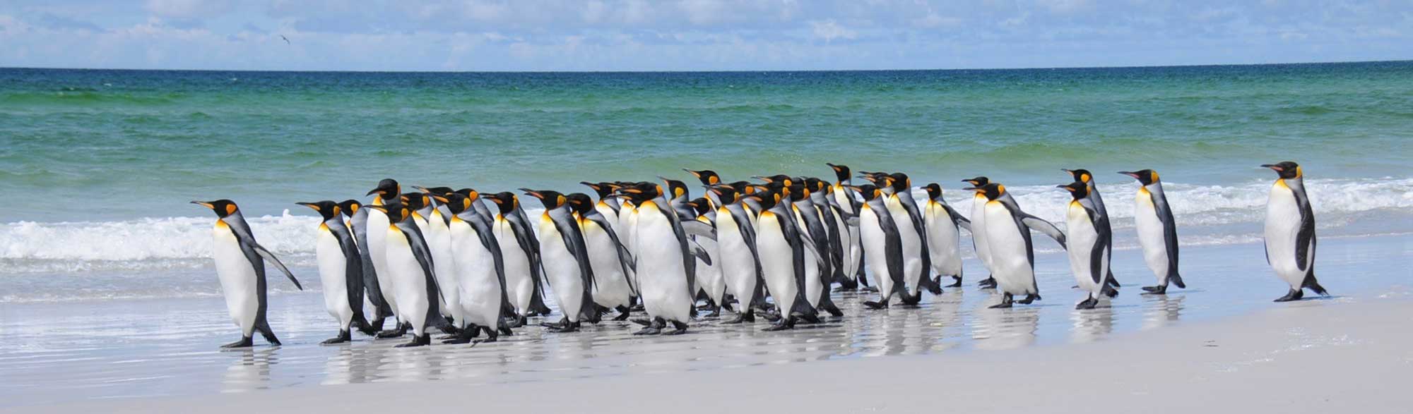 Falkland Islands penguins